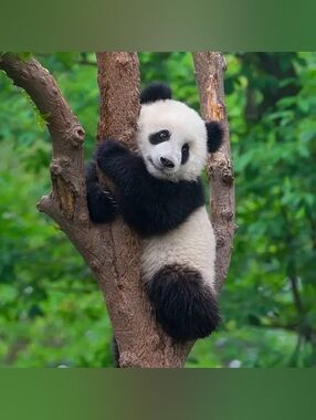Custom Fridge Magnet Baby Panda Home Kitchen Decor